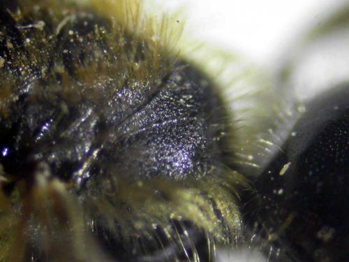 Réf. 199 392 : Andrena chrysosceles